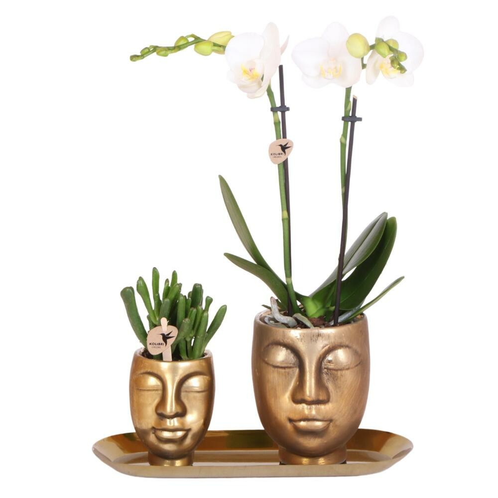 Succulentes & Orchidées