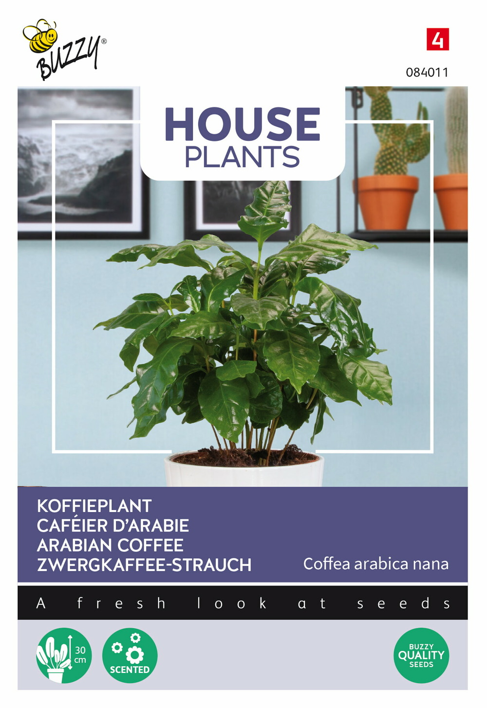 Buzzy house plants coffea arabica, caféier d'arabie - ca. 15 graines