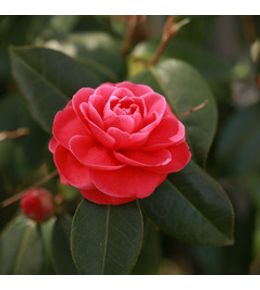 Camélia du japon rouge - camellia japonica 60/80cm