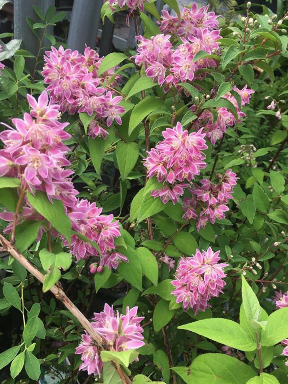 Deutzia 'perle rose' pot de 3l/4l