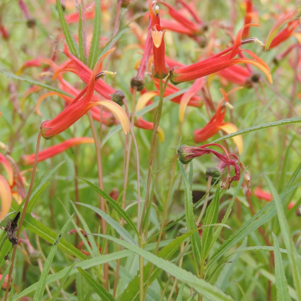 Lobelia laxifolia lot de 9 godets