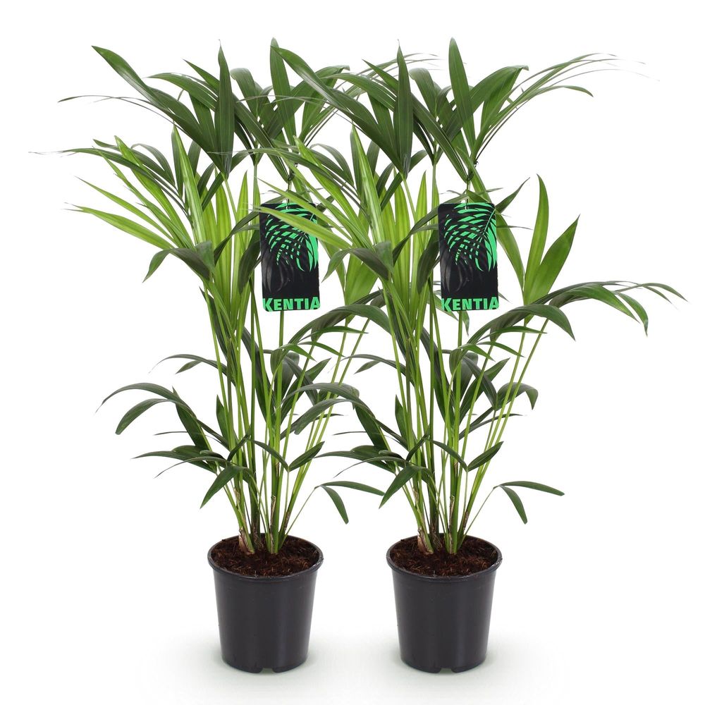 Howea forsteriana - kentia palm - pot de 19cm