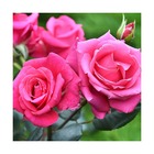 Rosier arbustif voluptia® crazy pink™ 'noa16071'/rosa voluptia® crazy pink™ 'noa16071'[-]pot de 5l - 40/60 cm
