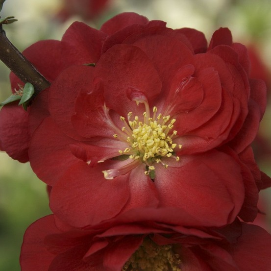 Cognassier du japon 'scarlet storm' pot de 3l/4l