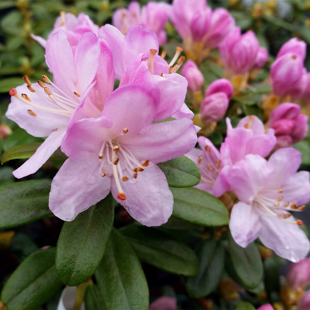 Rhododendron 'snipe' pot de 2l/3l
