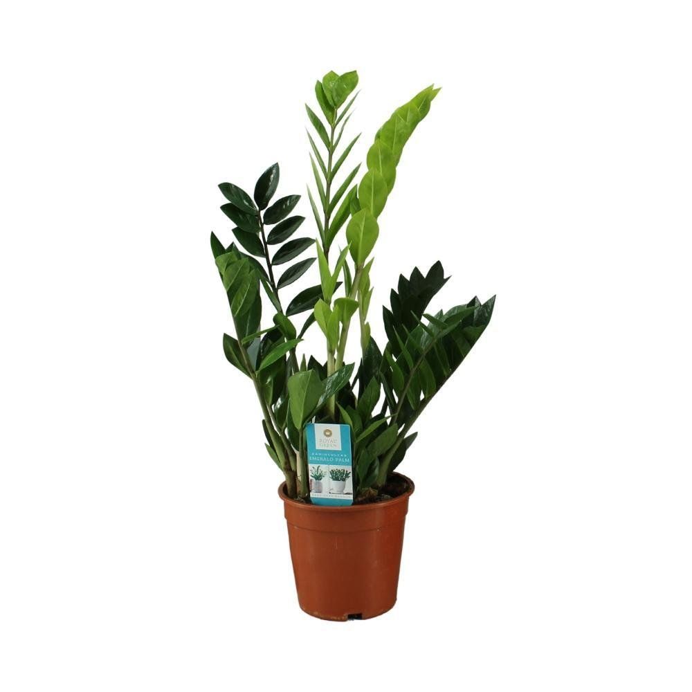 Zamioculcas zamiifolia