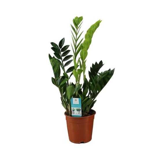 Zamioculcas zamiifolia