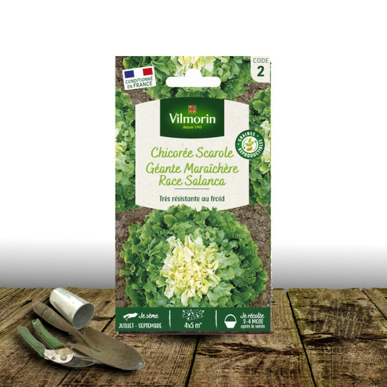 Graines de chicorée scarole géante maraîchère race salanca - vilmorin sachet