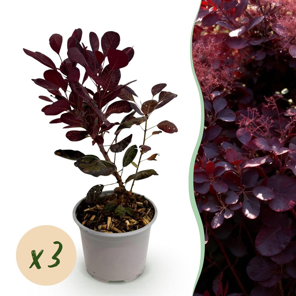 Arbre à perruque 'lilla' - lot de 3 - pot 12 cm - hauteur 35 cm - plante d'extérieur