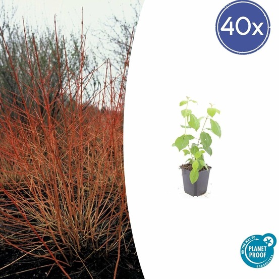 Cornouiller sanguin 'midwinter fire' x40 – entre 2,5 et 3,33m2