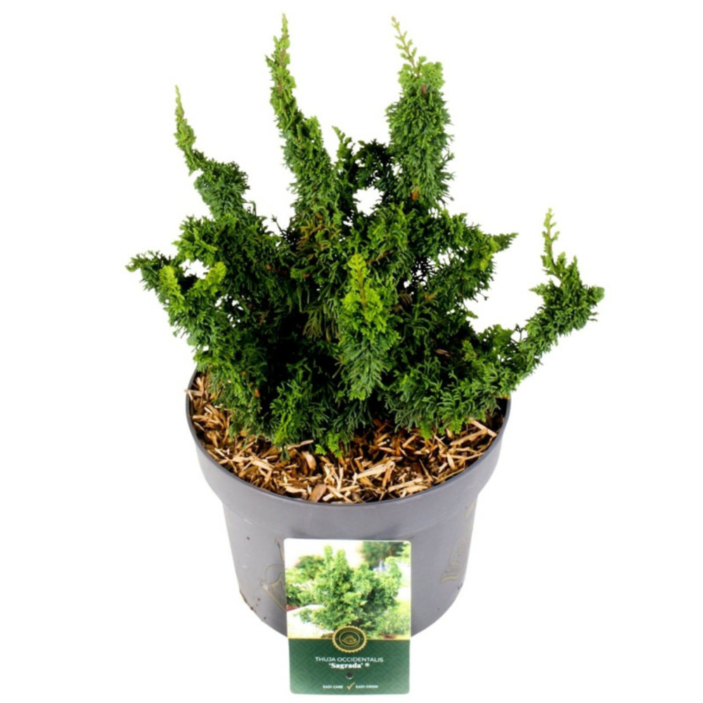 Thuya occidental sagrada - thuja occidentalis sagrada 60 cm pot 5l