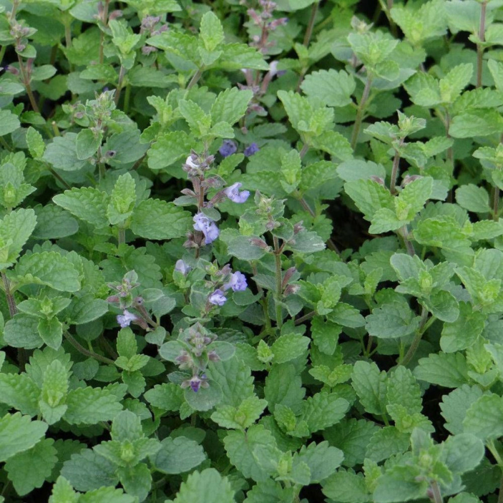 Herbe aux chats - menthe des chats purrsian blue®, nepeta lot de 9 godets