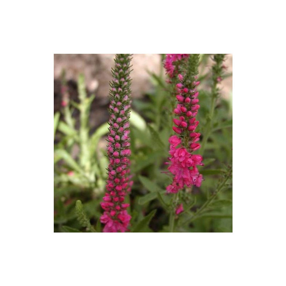 Véronique en épi spicata heidekind godet - 5/20 cm