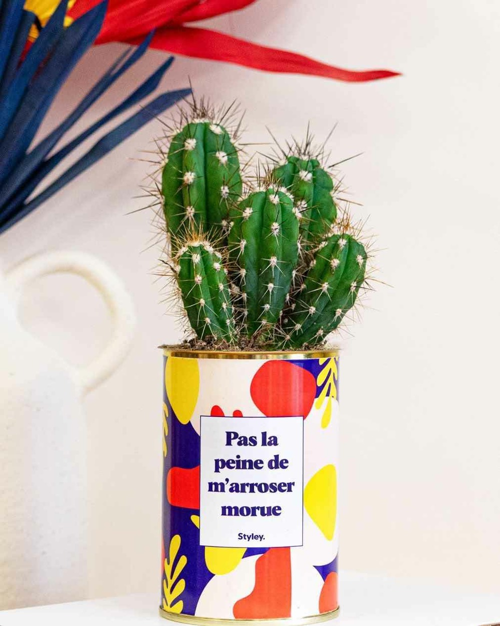 Plante personnalisée - pas la peine de m'arroser morue - cactus