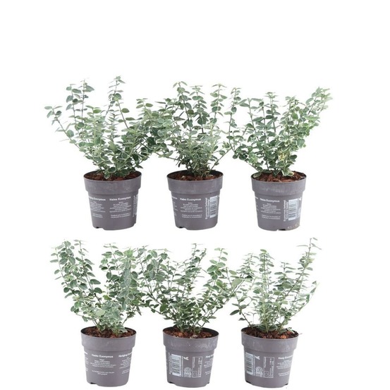 Euonymus fortunei 'emerald gaiety' - lot de 6