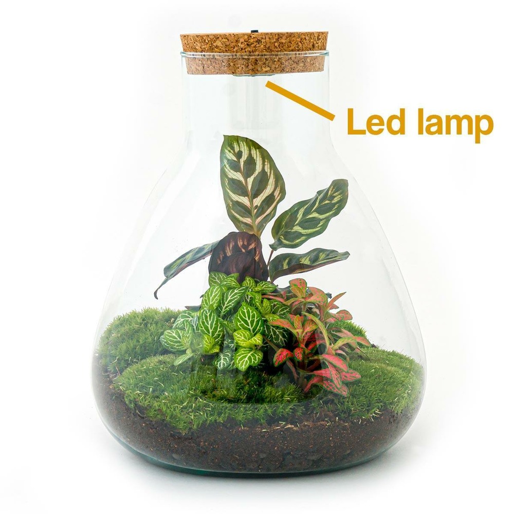 Kit terrarium diy - samos avec led calathea + fittonia rouge et verte - sans outil