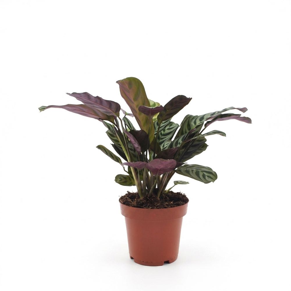 Ctenanthe burle marxii - plante dormeuse - arête de poisson - pot de 12cm