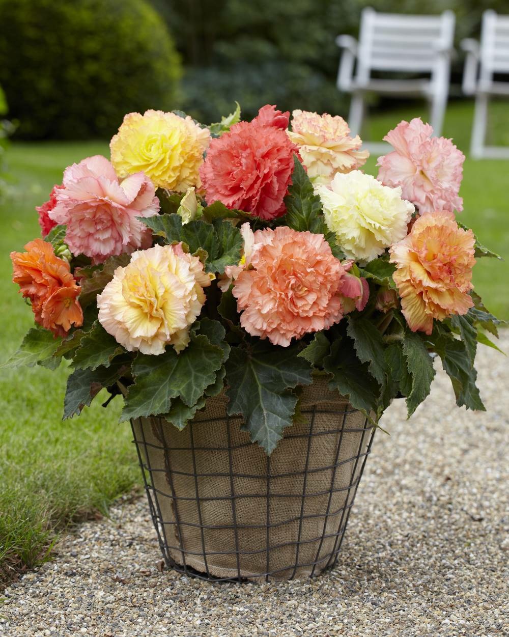 Begonia samba - 3 bulbes