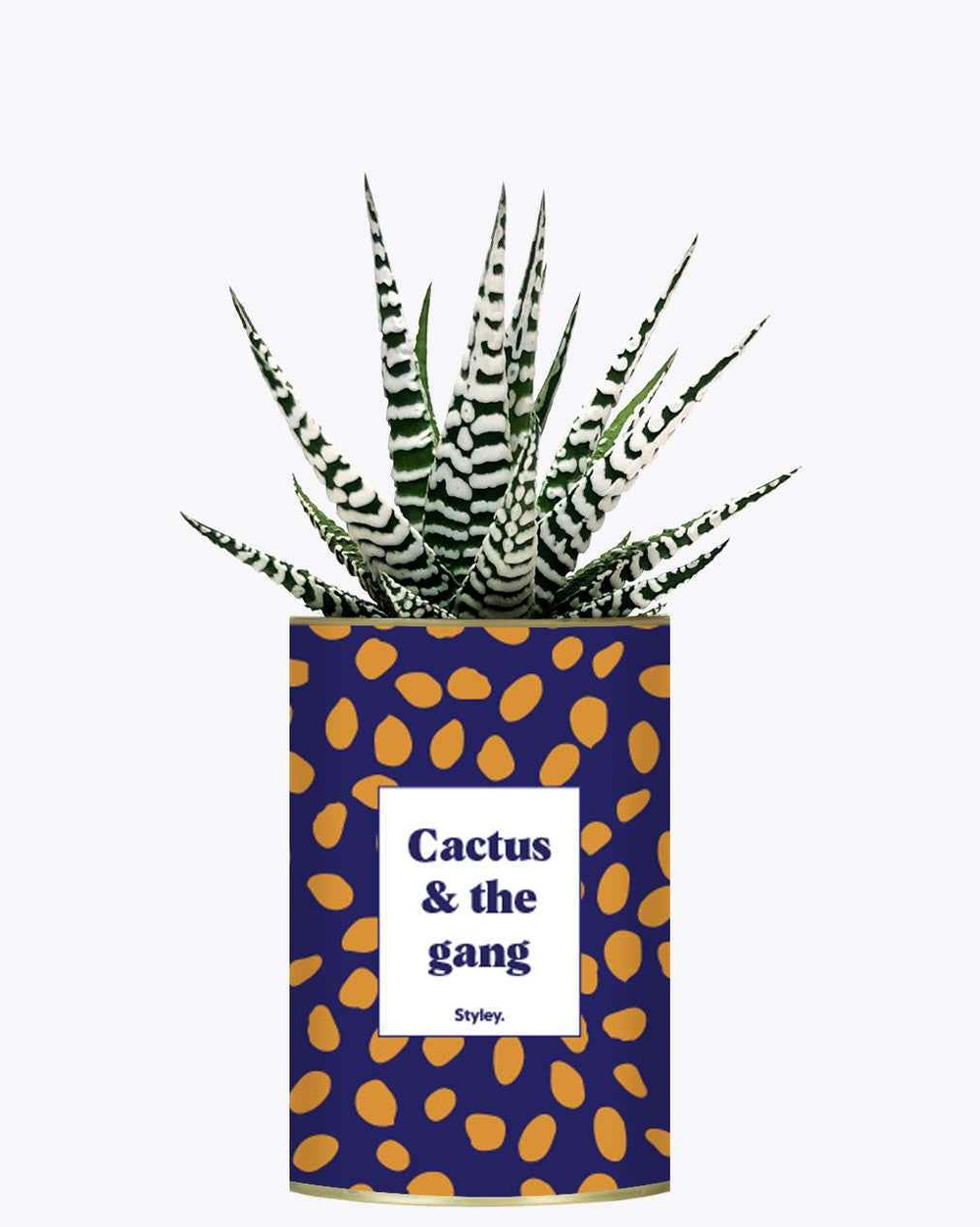 Plante drôle - cactus & the gang - cactus