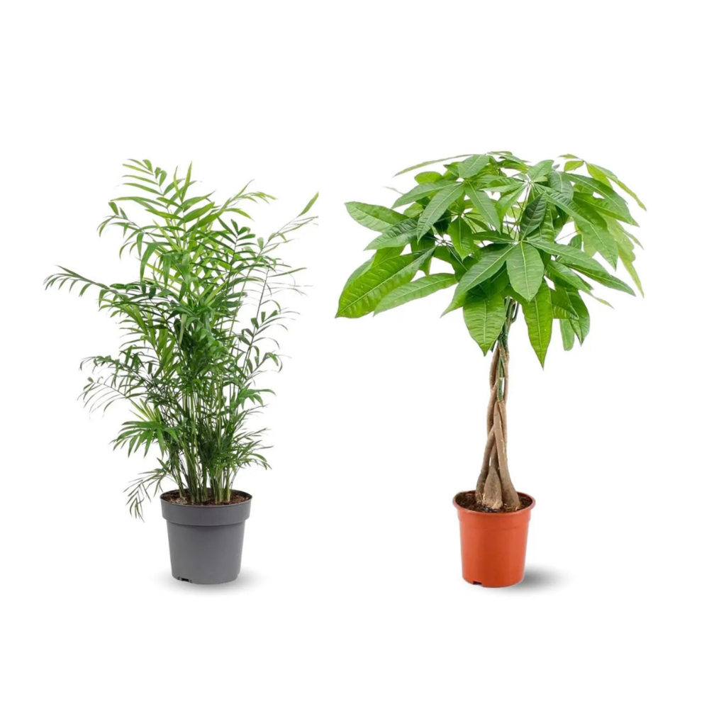 2x mélange de plantes d'intérieur - chamaedorea - pachira aquatica - lot de 2 - ↕ 70-80 cm - ⌀ 17 cm - purificateur d'air