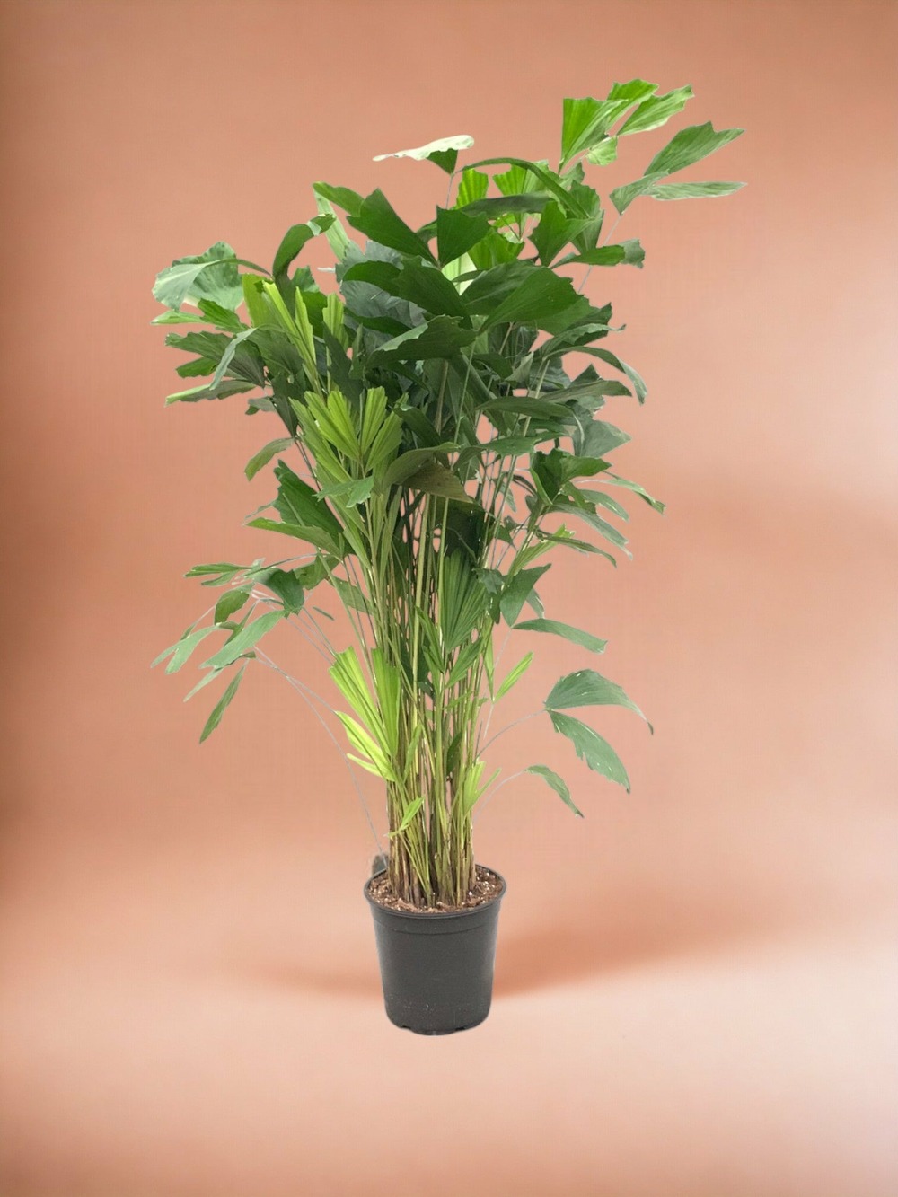 Plante d'intérieur - caryota mitis - 140 cm - ø24 140cm