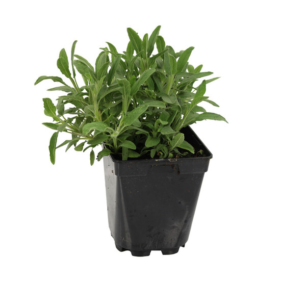 Plant de sauge officinale vert pot de 1l