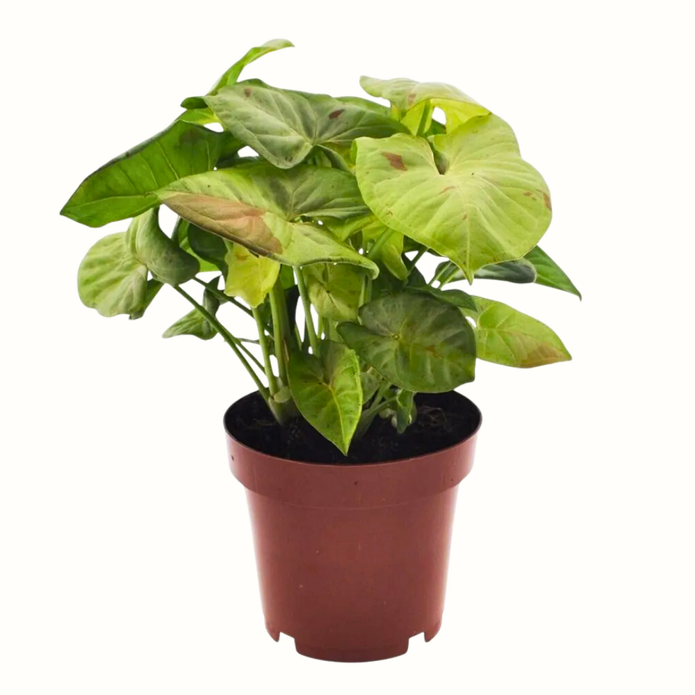 Syngonium confetti - 25cm