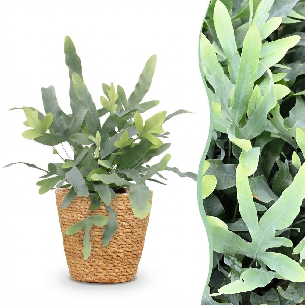 Phlebodium aureum blue star - pet-friendly - pot de 12cm - hauteur 25-30cm - plantes d'intérieur