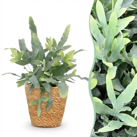 Phlebodium aureum blue star - pet-friendly - pot de 12cm - hauteur 25-30cm - plantes d'intérieur