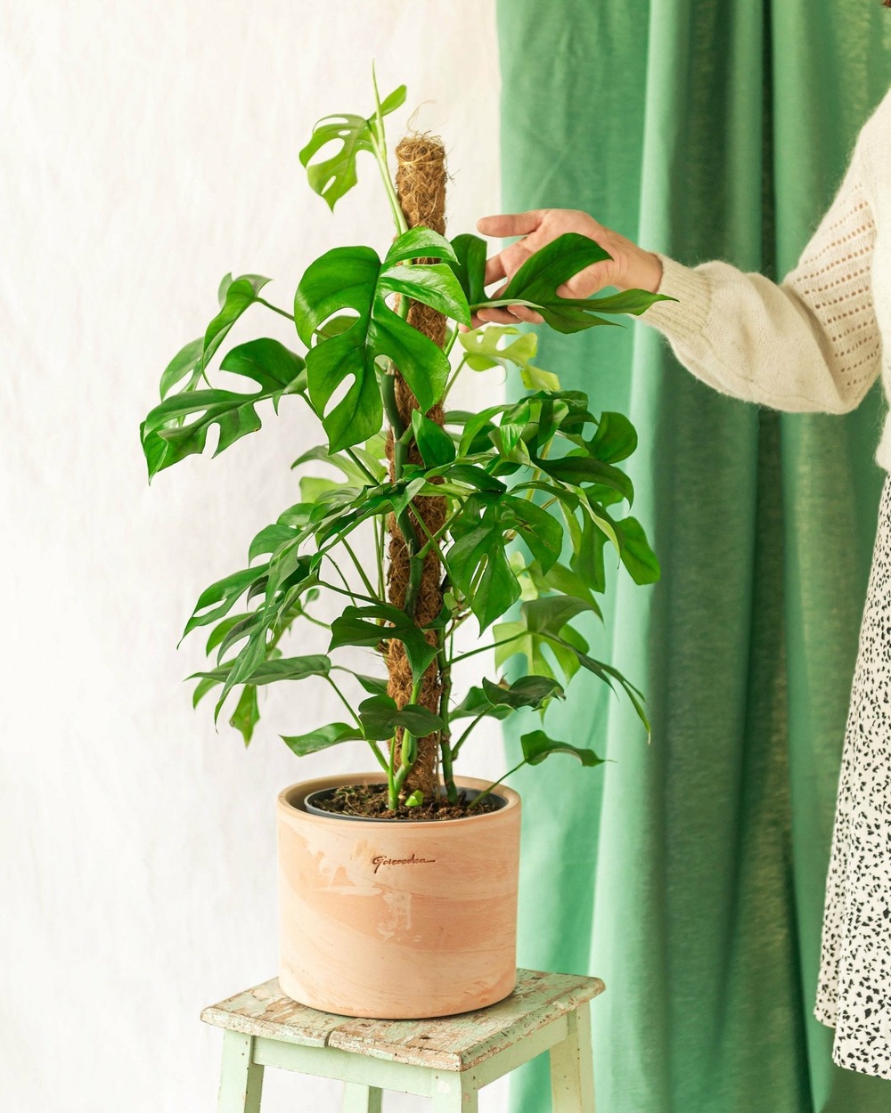 Monstera minima sur tuteur 80cm - plante d'intérieur