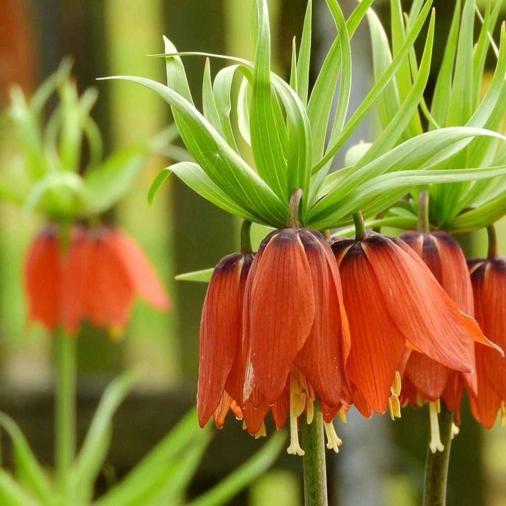 Bulbe de fritillaire imperialis rubra sachet de 1 bulbe