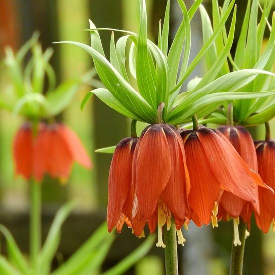 Bulbe de fritillaire imperialis rubra sachet de 1 bulbe