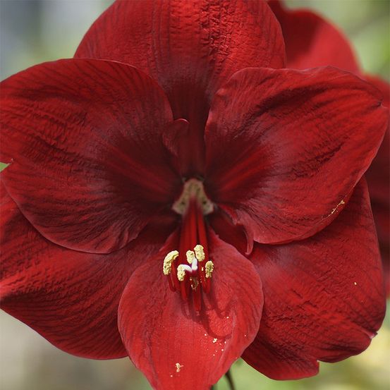 Amaryllis 'grand diva' bulbe calibre 24/26