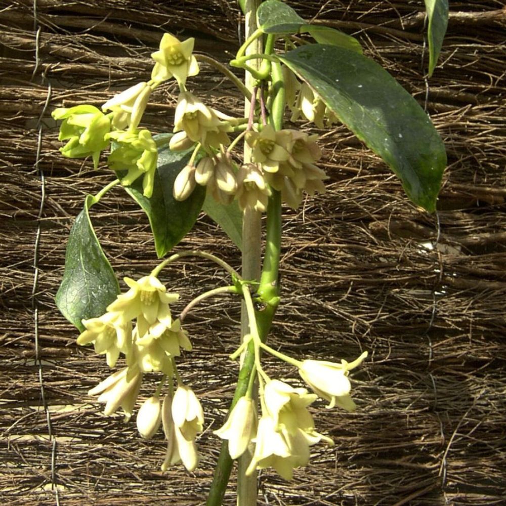 Holboellia coriacea godet - 5/20 cm
