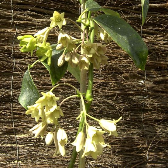 Holboellia coriacea godet - 5/20 cm