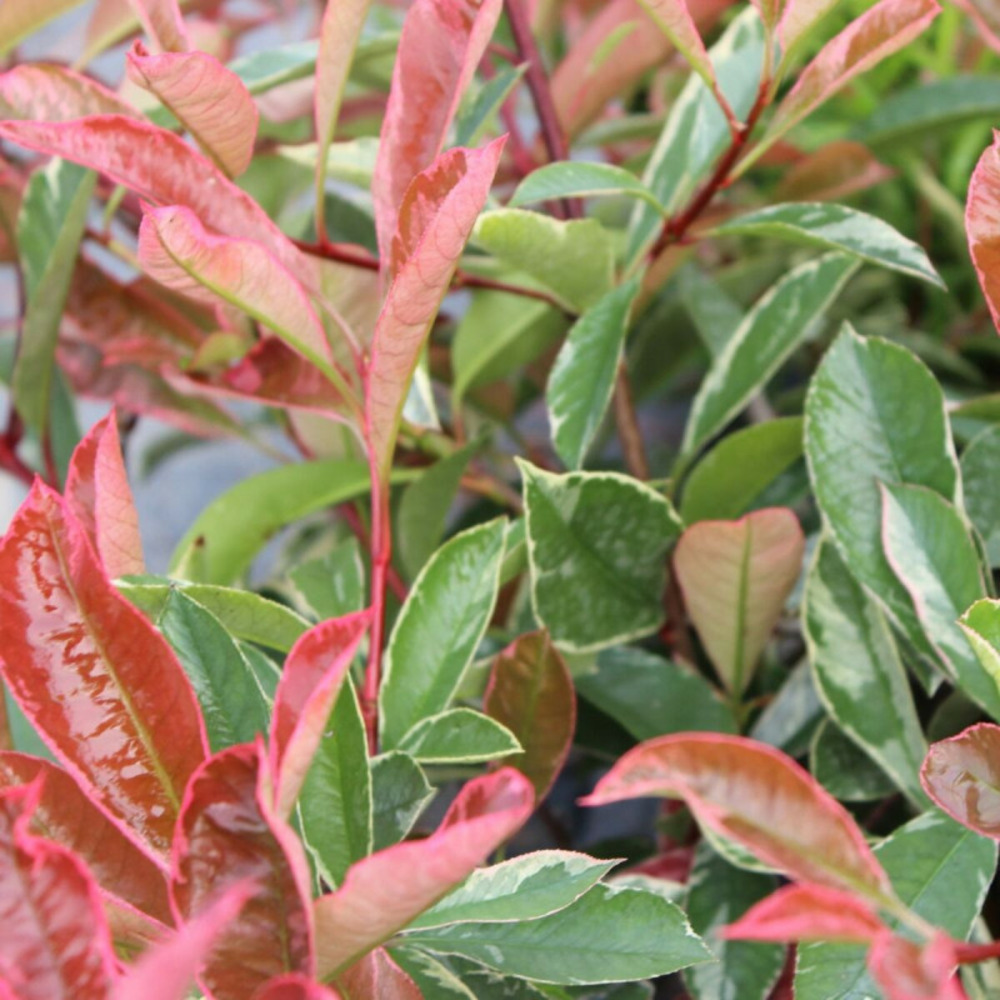 Photinia pink marble® 'casini' pot de 15l - 100/120 cm