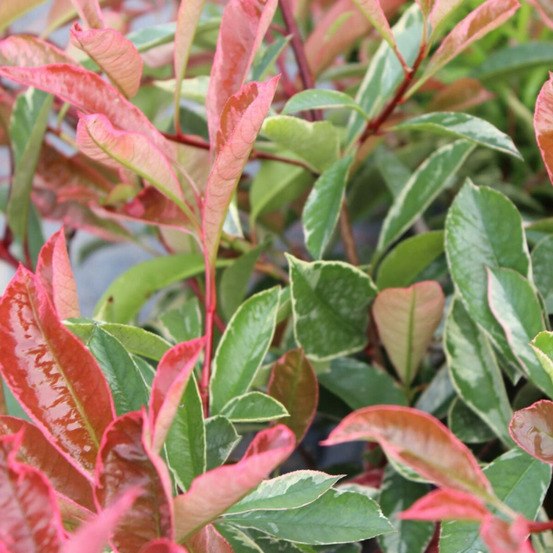 Photinia pink marble® 'casini' pot de 15l - 100/120 cm