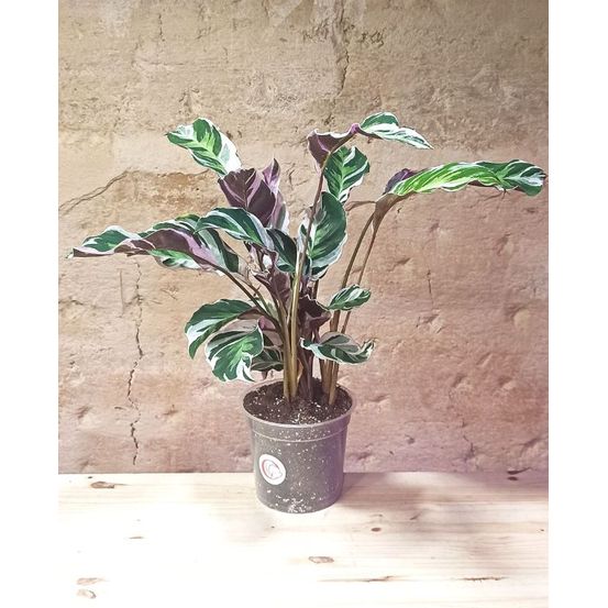 Calathea white fusion medium d. 15cm h. 40cm - plante d'intérieur