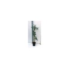 Eucalyptus gunnii (gommier bleu ou gommier cidre)   blanc - taille pot de 2 litres ? 30/40 cm