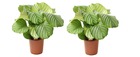 Calathea orbifolia - set de 2 - plantes d'intérieur - plante paon - pot 21cm - hauteur 55-60cm