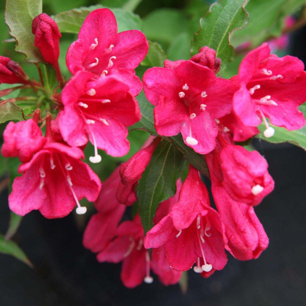 Weigela 'red prince' pot de 7,5l/10l