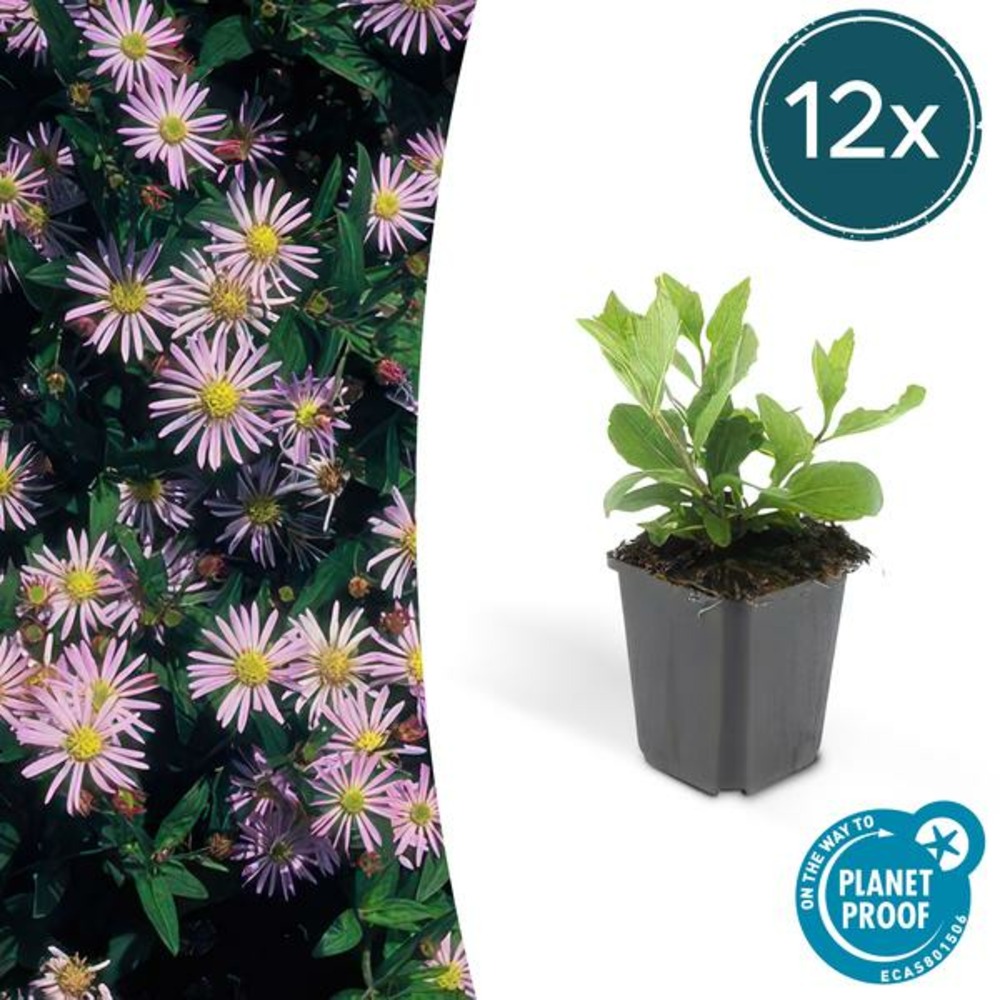 Aster du japon 'asran' x12 – entre 0,75 et 1m2