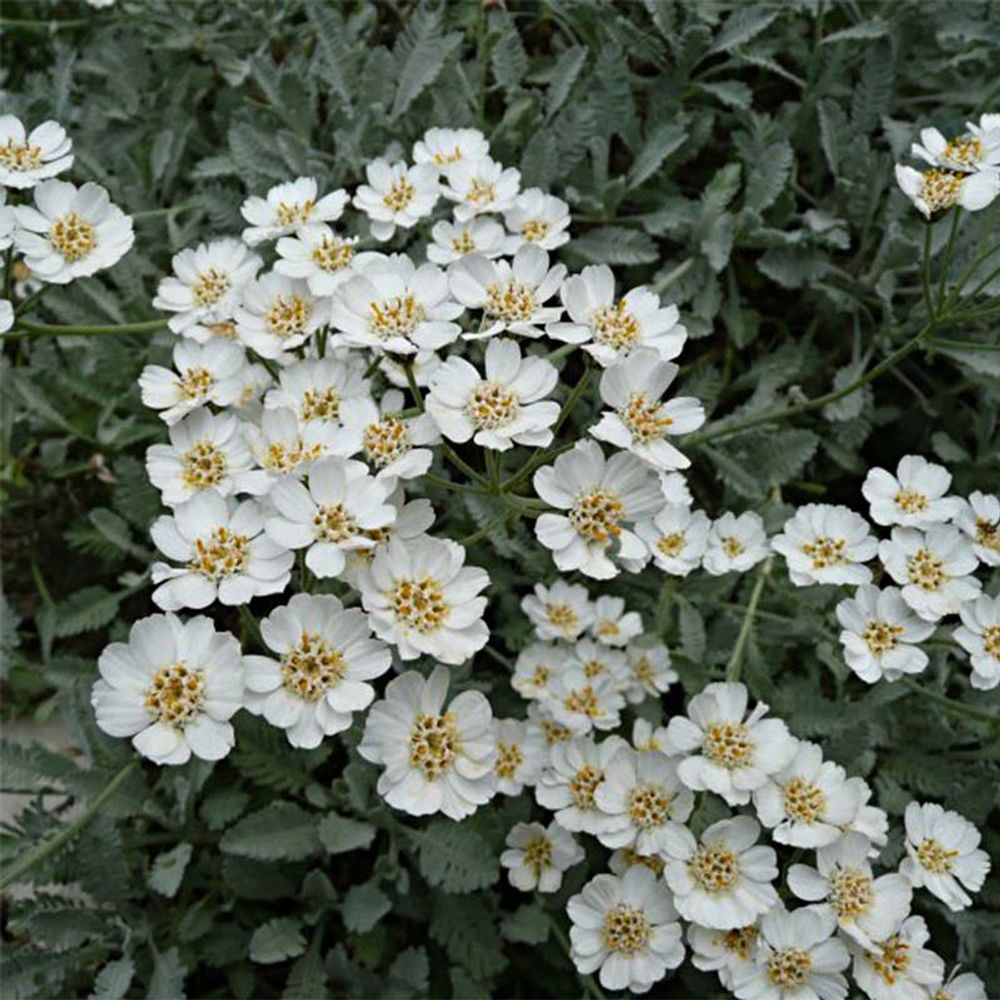 Achillée en ombelle pot de 2l/3l