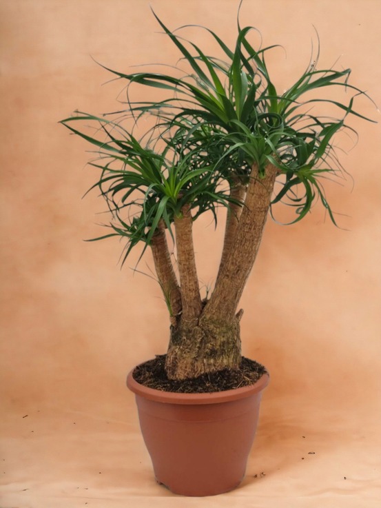 Beaucarnea nolina