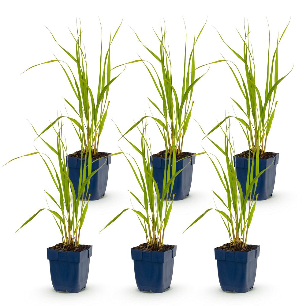 Molinie 'heidebraut' - lot de 6 - pot 11 cm - hauteur 25 cm - plante d'extérieur