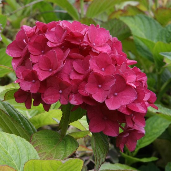 Hortensia 'hovaria hobergine' pot de 4l/5l