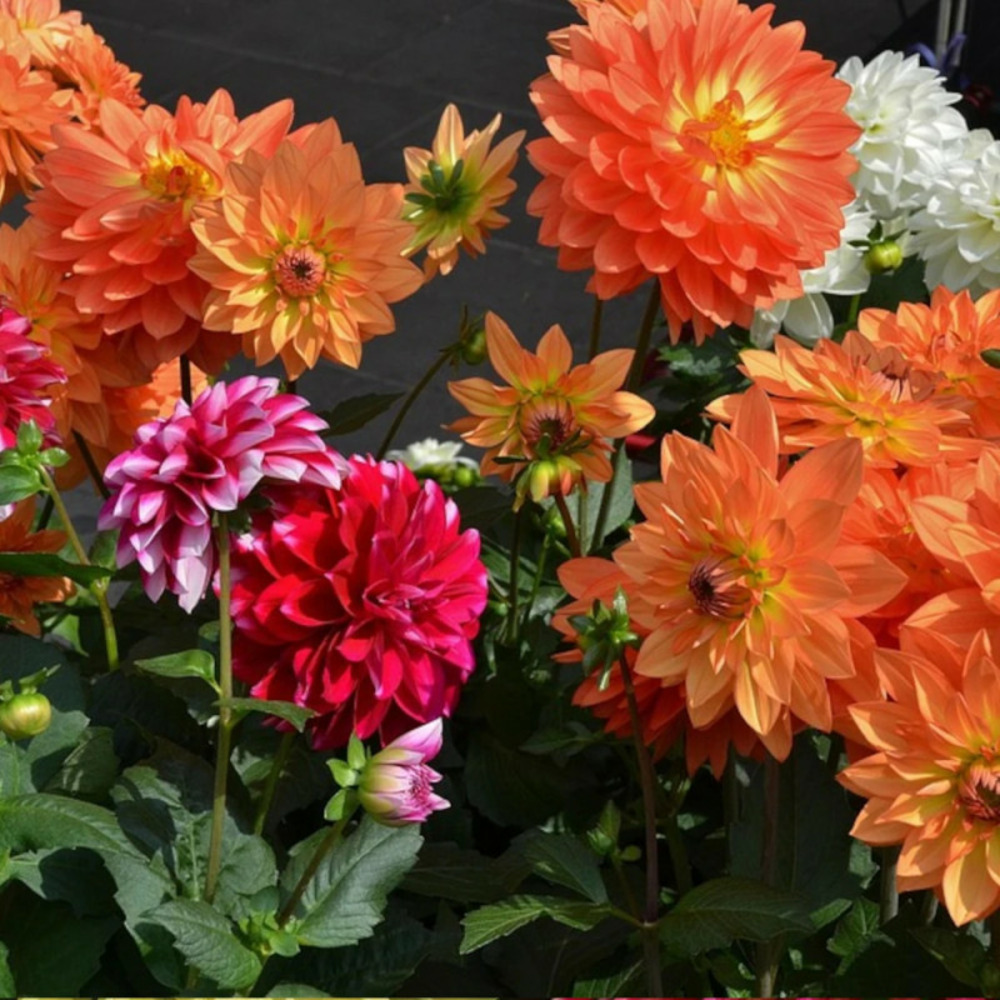 Bulbe de dahlia décoratif en mélange sachet de 4 bulbes