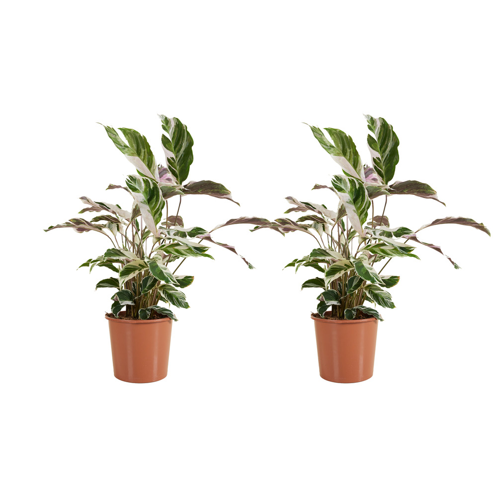 lot de 2 calathea white fusion - plantes d'intérieur - purifiant l'air - facile d'entretien - 60-80 cm de haut - pot 17 cm