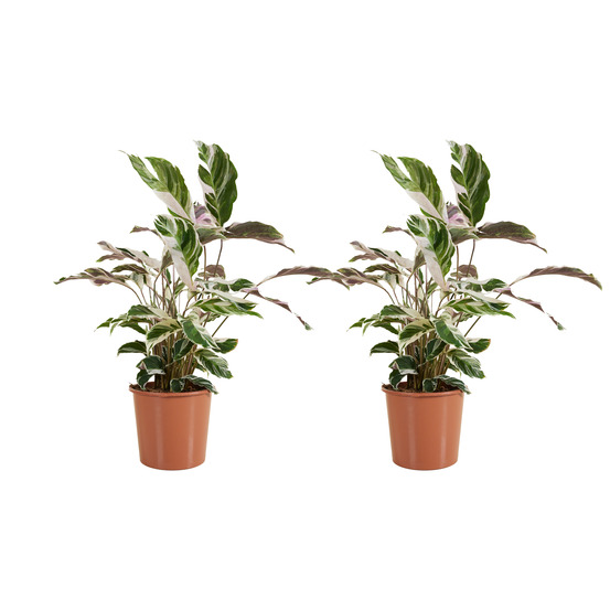 lot de 2 calathea white fusion - plantes d'intérieur - purifiant l'air - facile d'entretien - 60-80 cm de haut - pot 17 cm
