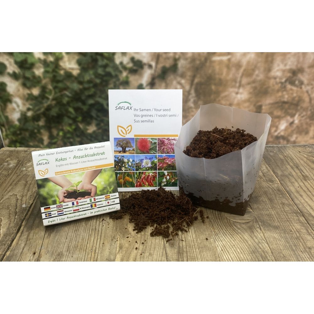 Graines D'Érable Du Japon Pourpre - Kit Cadeau Saflax | 20 Graines Acer Palmatum Atropurpureum + Instructions - 13